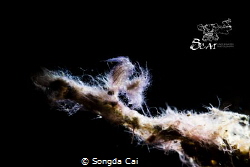 Hairy Shrimp (Algae Shrimp)
Anilao Philippines 
Canon 5... by Songda Cai 